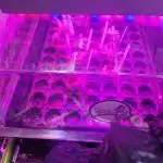 Cutting/seedling veg chamber