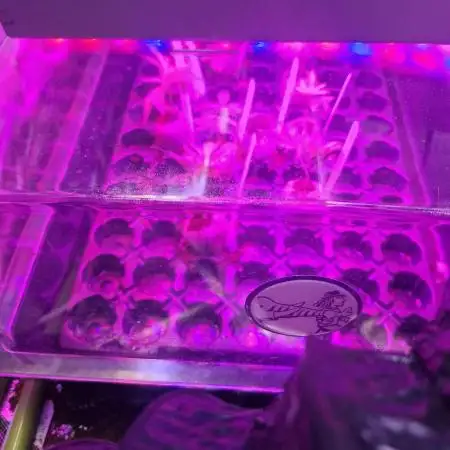 Cutting/seedling veg chamber