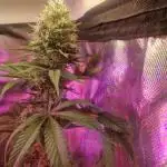 Permanent Marker!¡!