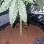 Barney's Farm Pineapple express