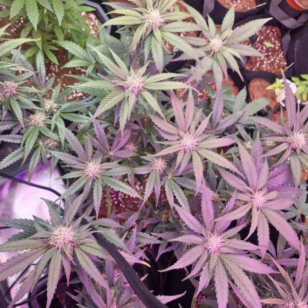Fat pete cookies