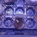 Auto big bang
