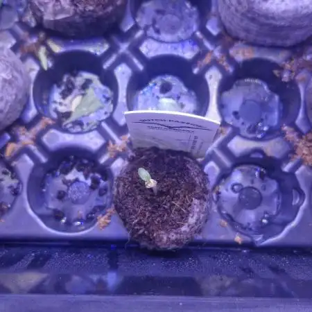 Auto big bang