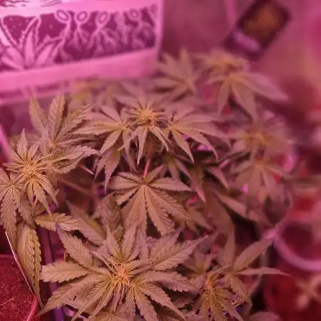 Auto northern lights