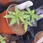 Tnt trichome