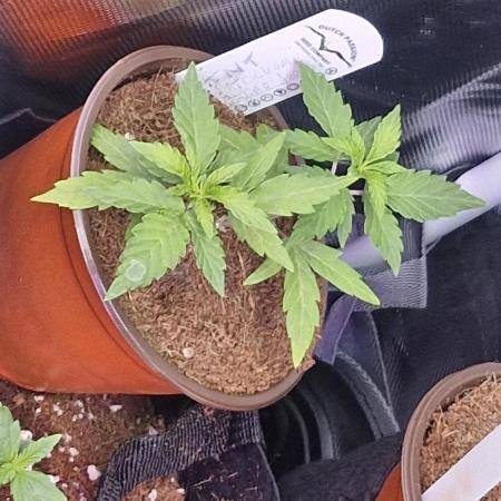Tnt trichome