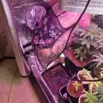 Cutting/seedling veg chamber