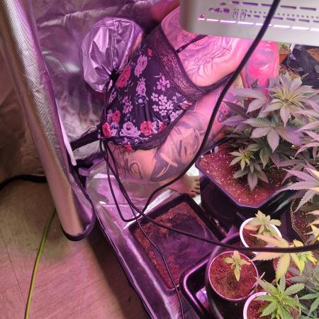 Cutting/seedling veg chamber