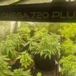 Cutting/seedling veg chamber