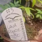 Super Sativa Seed Club Special