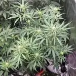 Sweet Bourbon Auto Kush