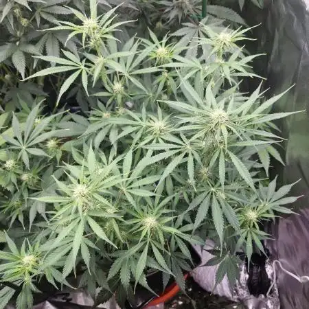 Sweet Bourbon Auto Kush