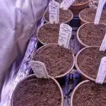 Super Sativa Seed Club Special