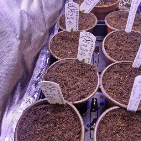 Super Sativa Seed Club Special