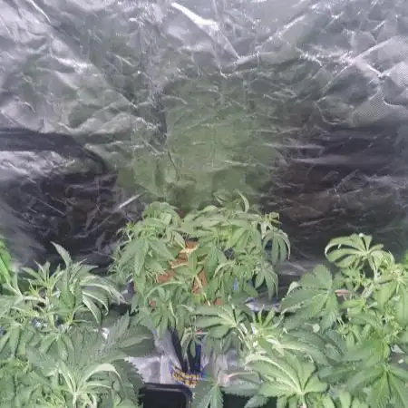 Growdiaries comeback