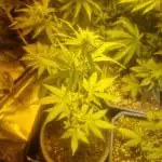 SpliffSeeds Mint runtz Automatic
