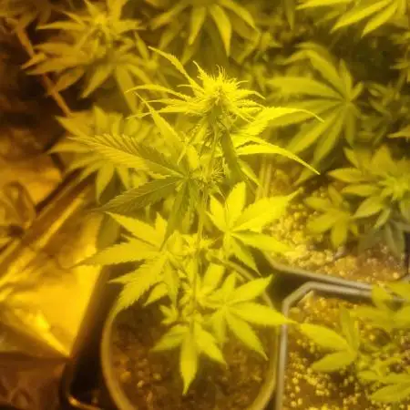 SpliffSeeds Mint runtz Automatic