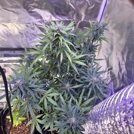 Auto big bang