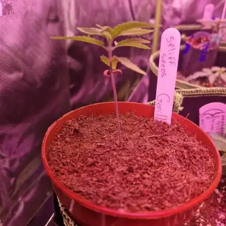 Gorilla By SpliffSeeds