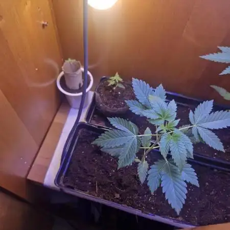 Growdiaries comeback