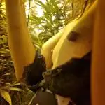 Pineapple express (#2)