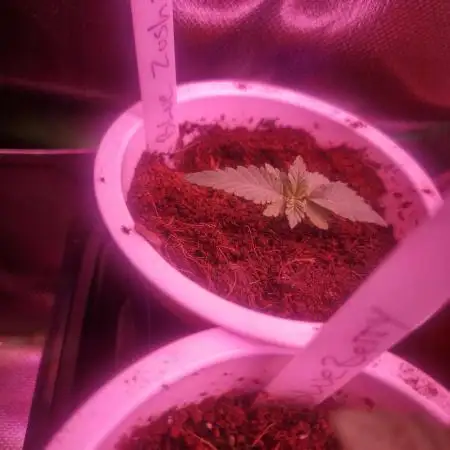Super Sativa Seed Club Blue Zushi