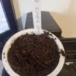 Super Sativa Seed Club cany bubatz XL