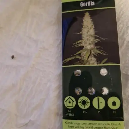 Gorilla By SpliffSeeds