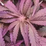 Cutting/seedling veg chamber
