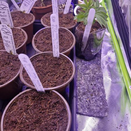 Super Sativa Seed Club Special