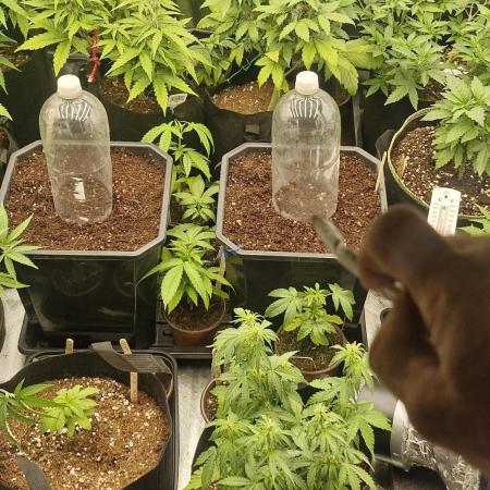 Greenhouse seed co Chemical Candy auto