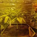 Growdiaries comeback