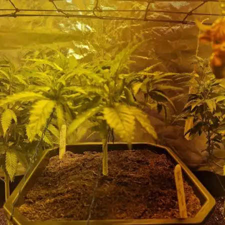 Growdiaries comeback