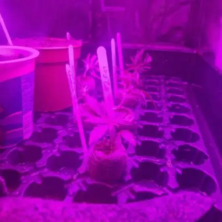 Cutting/seedling veg chamber