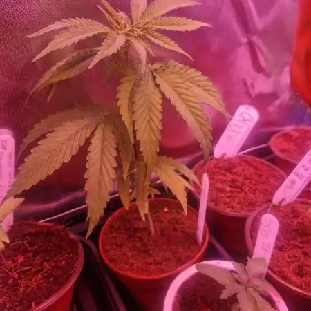 Gorilla By SpliffSeeds