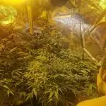 Growdiaries comeback