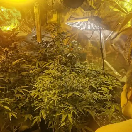 Growdiaries comeback