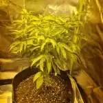 Pineapple express (#2)