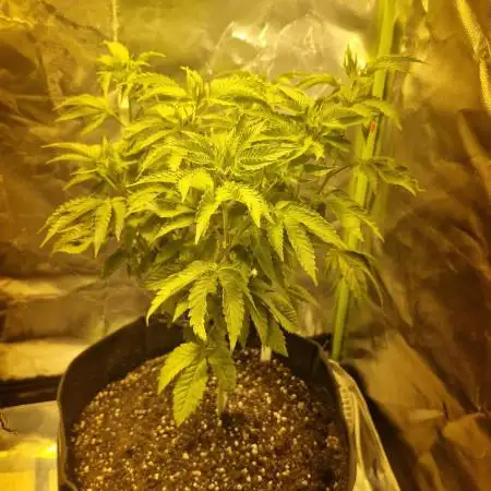 Pineapple express (#2)