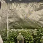 Greenhouse seed company