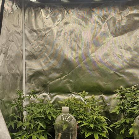 Greenhouse seed company