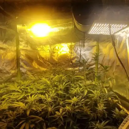 Pineapple express (#2)