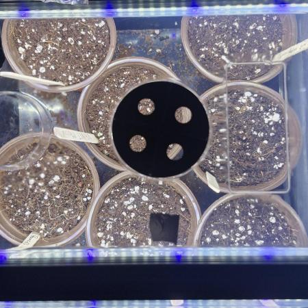 Bad guy + unreleased grape strain -UKHTA