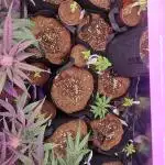 The wifes 10 X Autoflowers run