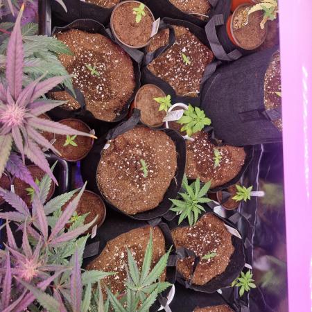 The wifes 10 X Autoflowers run