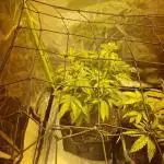 Barney's Farm Pineapple express