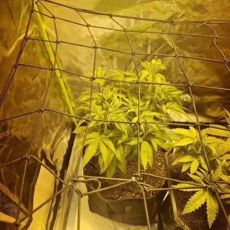 Barney's Farm Pineapple express