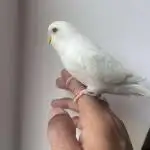 My name's Geoff