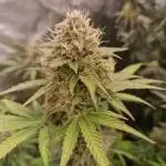 Auto northern lights