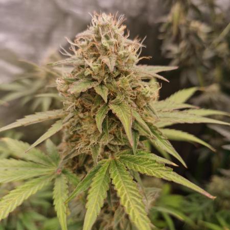 Auto northern lights